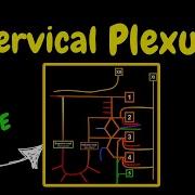 Cervical Plexus EASY Scheme Anatomy