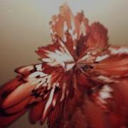 Leaf Animation Using Trapcode Mir After Effects Tutorials