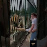 Lion Attack At Zoo Shocks Everyone Girl Escapes In Seconds
