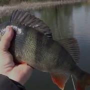 Крупный окунь на Zipbaits Khamsin 70SR Лучший шед от Зибейтц