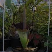 ESF Corpse Flower Bloom Timelapse FRONT VIEW