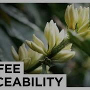 Why Is Traceability Important In Specialty Coffee European Coffee Trip X DRWakefield