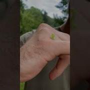 мы нашли самого маленького червяка длиной в дюйм