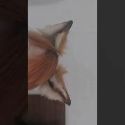 How To Make Fox Ears Halloween Shorts Diy