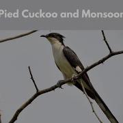 Pied Cuckoo And The Monsoon