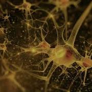 Neuroscience Data Visualize Collaborate Build Dr Stephen Larson