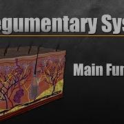 Integumentary System Main Functions Part 2 Of 3