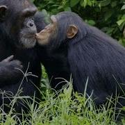 Like Humans Chimps Learn Behavior From One Another