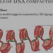 BI177 Chapter 11 DNA Structure Function Part 4 Of 4