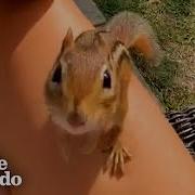 Chipmunk Gets So Jealous When His Favorite Girl Talks To Other Chipmunks The Dodo Wild Hearts