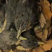 Part 6 BBC Springwatch 2012 Episode 2