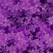 Flowers Lilac Falling Abstract Background Video Ultra HD 4K