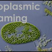 Cytoplasmic Streaming In Paramecium Bursaria