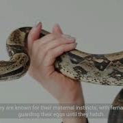 Python Snake Facts 1 Minute Knowledge