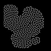 Reaction Diffusion Generative Art Web Demo
