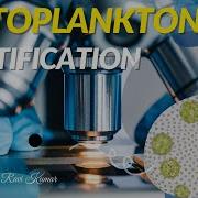 Microscopic Images Of Phytoplankton