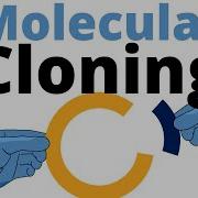 Molecular Cloning Explained For Beginners