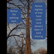 Emerald Ash Borer Winter Ash Identification Made Easier