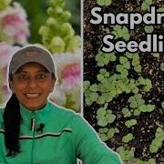 Snapdragon Seedling Care Potting Up Snapdragons Budget Gardening