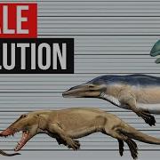 Whale Evolution In 2 Minutes