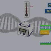 4 Overview Of Environmental DNA Metabarcoding