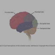 OpenStax Lifespan Development Chapter 3 Lecture Physical Cognitive Dev In Infants Toddlers