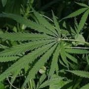 Osama Bin Laden Marijuana Smoker