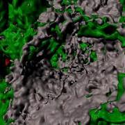 D Rendering Of The Z Stacks Showing The AT1 Cell Surfaces Using Imaris Software