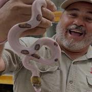 RAREST PYTHONS IN THE U S HATCH