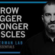 Build Muscle Size Increase Strength Improve Recovery Huberman Lab Essentials