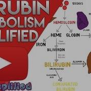 Bilirubin Metabolism Simplified