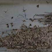 Quelea Bird Swarm In Tarangire Tanzania