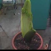 Perry The Corpse Flower Full Bloom Cycle 2013