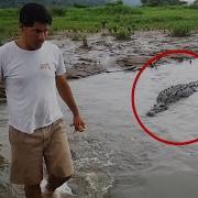 30 Scariest Crocodile Encounters Of The Year