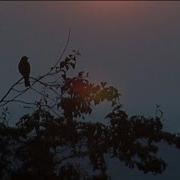 Dawn Chorus LIVE 9th April 2020 5 30am UK Time From England