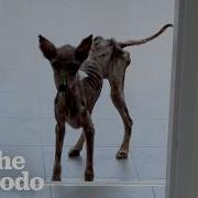 Преображение этой спасенной собаки вас поразит The Dodo