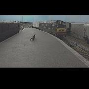 Marshalling Yards At Trenholme Junction