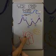 The CVP Wave