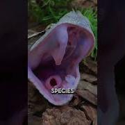 Snakes Don T Have Just Two Teeth And That S The Scary Part