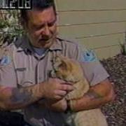 Pinky The Cat Mp4