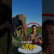 This Clever Elephant Wanted Every Banana Animals Shorts