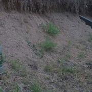 Colt Dragoon Shooting