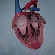 Realistic Heart Beat In Cross Section