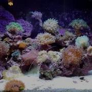 29 Gallon Biocube And Custom Sump
