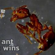 Fire Ants The Small Insects With Huge Power I FULL DOC SLICE WILD