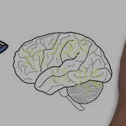 Brain Health Series What Are Cognitive Functions