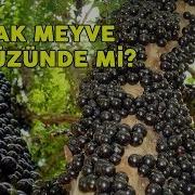 Hz Adem YASAK MEYVEYİ YEMESEYDİ Ne Olurdu Yasak Meyve Nin Gizemi