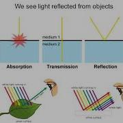 Introduction To Light Microscopy