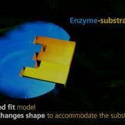Enzyme Function University Of Surrey