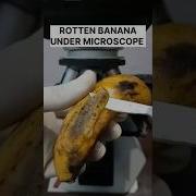Rotten Banana Under Microscope Ytshorts Fruit Banana Short Microscope Viralshort